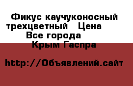 Фикус каучуконосный трехцветный › Цена ­ 500 - Все города  »    . Крым,Гаспра